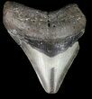 Bargain, Megalodon Tooth - North Carolina #47208-1